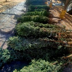 Maldonado Farms - Our trees come from our tree fields in Oregon.