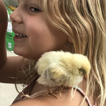 Dare 2 Dream Farms - Delaware chick the girls named "peck peck" who loves shoulders and snuggles - Do-It-Yourself Food Near Me - Lompoc, California