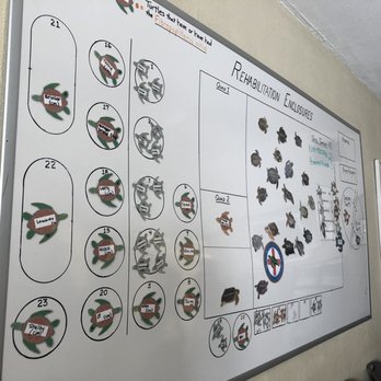 The Turtle Hospital - Current turtles in house - Veterinarians Near Me - Marathon, Florida The Turtle Hospital - Current turtles in house - Veterinarians Near Me - Marathon, Florida