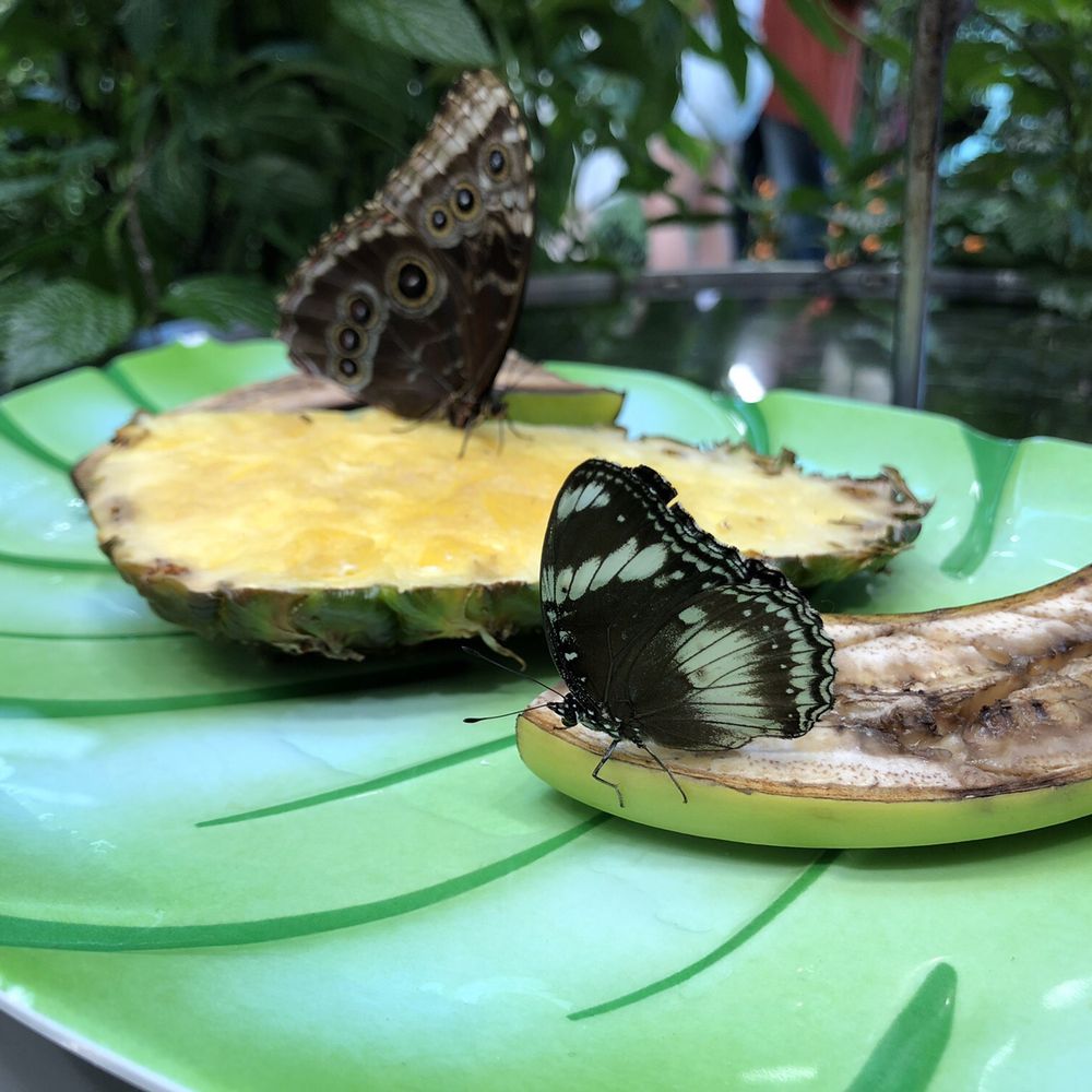 Hershey Gardens - @bigmovie // The Butterfly Atrium at Hershey Gardens - Botanical Gardens Near Me - Hershey, Pennsylvania Hershey Gardens - @bigmovie // The Butterfly Atrium at Hershey Gardens - Botanical Gardens Near Me - Hershey, Pennsylvania