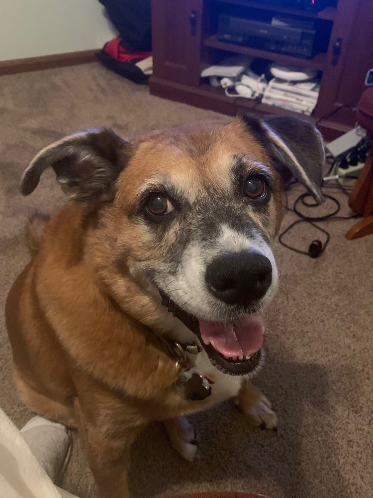 HARTMAN ANIMAL HOSPITAL - 385 Hogan Ln, Conway, Arkansas HARTMAN ANIMAL HOSPITAL - 385 Hogan Ln, Conway, Arkansas