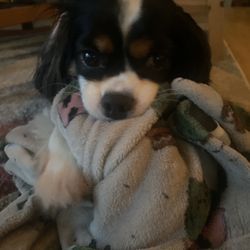 St Francis Pet Clinic