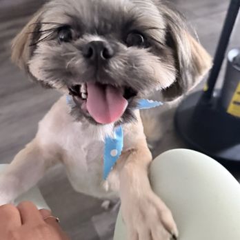 Doggie Do's - Pet Groomers Near Me - Los Angeles, California