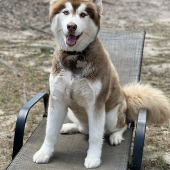 PetSmart - This is Vulken, when he was groomed by Joshua S. At the Skibo petsmart and we loved his cut! - Pet Training Near Me - Fayetteville, North Carolina