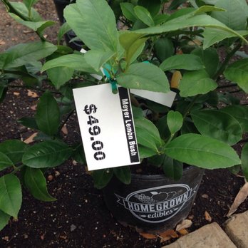 Tom's Thumb by Cornelius Nursery - Meyer Lemon - Nurseries & Gardening Near Me - Galveston, Texas Tom's Thumb by Cornelius Nursery - Meyer Lemon - Nurseries & Gardening Near Me - Galveston, Texas