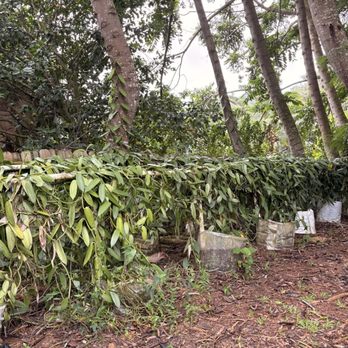 Lydgate Farms - Vanilla - Botanical Gardens Near Me - Kapaa, Hawaii Lydgate Farms - Vanilla - Botanical Gardens Near Me - Kapaa, Hawaii