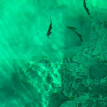 Palms Book State Park - Fish below the Kitch-iti-Kipi raft - Parks Near Me - Manistique, Michigan Palms Book State Park - Fish below the Kitch-iti-Kipi raft - Parks Near Me - Manistique, Michigan