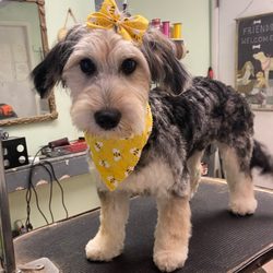 Doggie Styles Grooming Salon - Bandit with her bumblebee accessories.