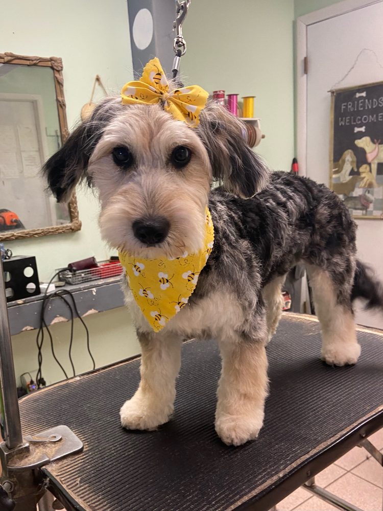 DOGGIE STYLES GROOMING SALON Updated August 2024 6 W Main St