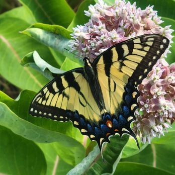 Felt Mansion - Butterfly - Venues & Event Spaces Near Me - Holland, Michigan