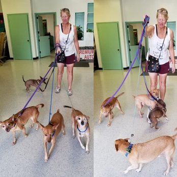 Critter Cleaners - Pet Groomers Near Me - Houston, Texas Critter Cleaners - Pet Groomers Near Me - Houston, Texas