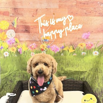 Je Tadore Pet Salon - Pet Groomers Near Me - Montrose, California Je Tadore Pet Salon - Pet Groomers Near Me - Montrose, California