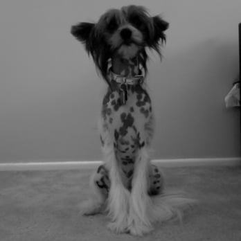 Soul Sitter - Pet Sitting Near Me Soul Sitter - Pet Sitting Near Me