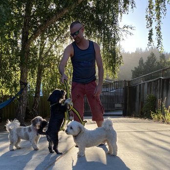 Paws Dog Camp - Dog Walkers Near Me Paws Dog Camp - Dog Walkers Near Me