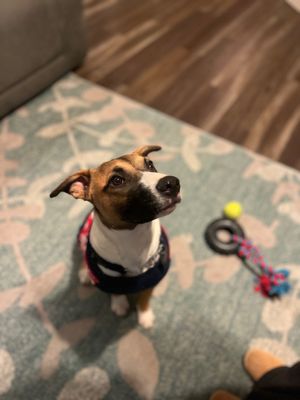 FRONT STREET ANIMAL SHELTER - Updated January 2025 - 365 Photos & 325