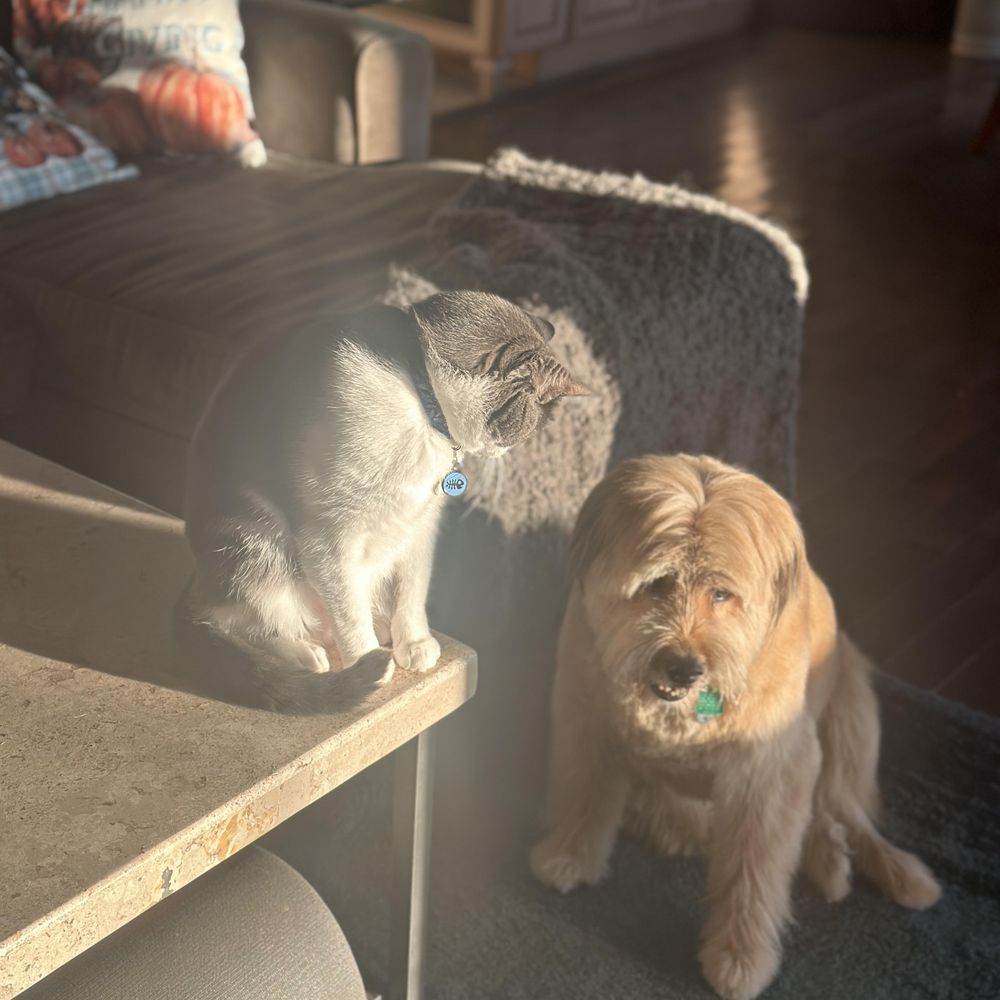Canine Couture - His brother is a little jealous of Tucker's spa day. - Pet Groomers Near Me - Bellmore, New York Canine Couture - His brother is a little jealous of Tucker's spa day. - Pet Groomers Near Me - Bellmore, New York