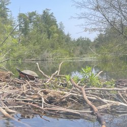 Scotland Run Park - Turtle on a beaver dam