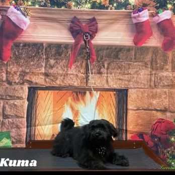 Agape Dog Grooming - Baby Kuma - Pet Groomers Near Me - Moreno Valley, California Agape Dog Grooming - Baby Kuma - Pet Groomers Near Me - Moreno Valley, California