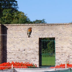 Ashtown Castle Visitor Centre - Robin in the walled garden