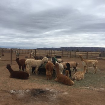 Pleasant Journey Alpacas - Ranches Near Me - Hesperus, Colorado