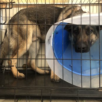 AV Veterinary Center - Veterinarians Near Me - Lancaster, California AV Veterinary Center - Veterinarians Near Me - Lancaster, California
