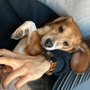 Photo of Happy Paws Rescue Inc