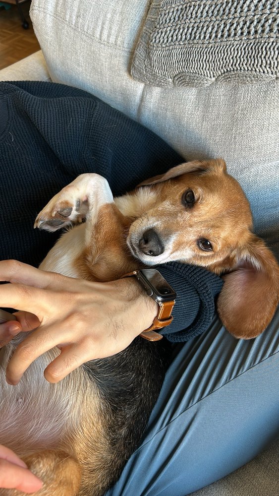 Happy Paws Rescue Inc Image