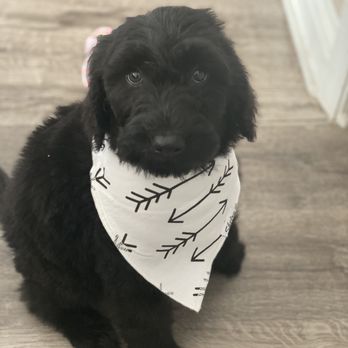 Pawfect Express Pet Spa - Blue after his grooming - Pet Groomers Near Me - Montebello, California
