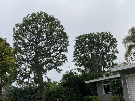 Tree Services - Our Tree Services provide expert care and maintenance for the trees on your property, ensuring their health and enhancing the overall beauty of your landscape.