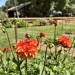 Jessie's Grove Winery