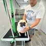 Photo of A Dogs Day Grooming