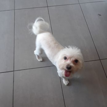 Dog Wash N' Go - Thanks wash n go - Pet Sitting Near Me - Brooklyn, New York Dog Wash N' Go - Thanks wash n go - Pet Sitting Near Me - Brooklyn, New York