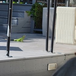 Rum Row - Iguana