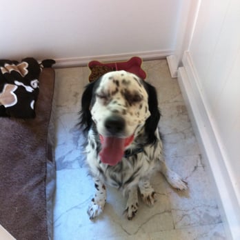 Zoey's Bark Lounge - Pet Sitting Near Me - Chester, Virginia Zoey's Bark Lounge - Pet Sitting Near Me - Chester, Virginia