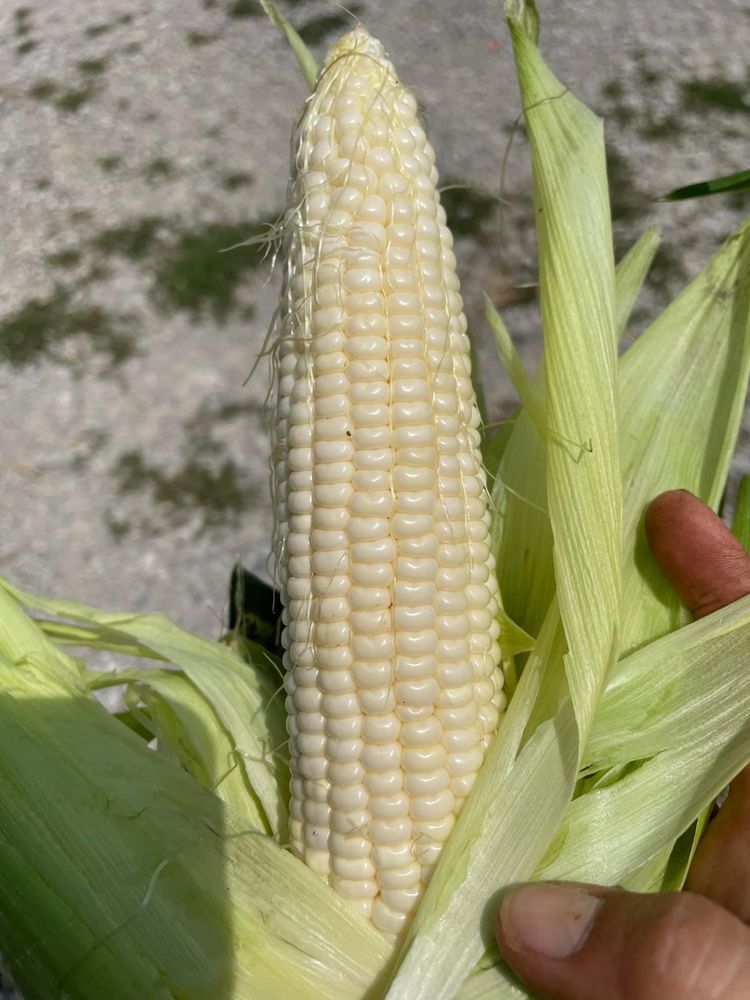 ASHLOCK FARMS Updated August 2024 44 Photos 1700 E State Hwy 22, Crestwood, Kentucky