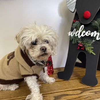 Hillcrest Pet Hospital - Daisy in the waiting room at Hillcrest - Veterinarians Near Me - Glendale, California Hillcrest Pet Hospital - Daisy in the waiting room at Hillcrest - Veterinarians Near Me - Glendale, California