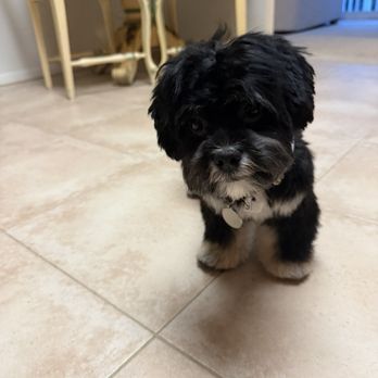 Doggie Den - Pet Groomers Near Me - Eastport, New York Doggie Den - Pet Groomers Near Me - Eastport, New York