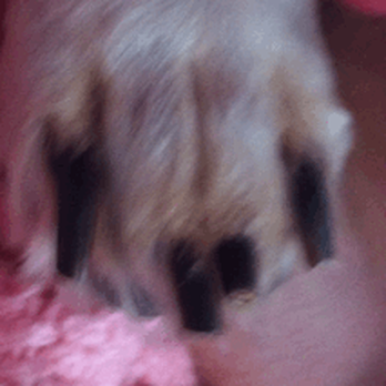 Muddy Paws Pet Spa - This one looks painful. :( - Pet Groomers Near Me - Palm Harbor, Florida