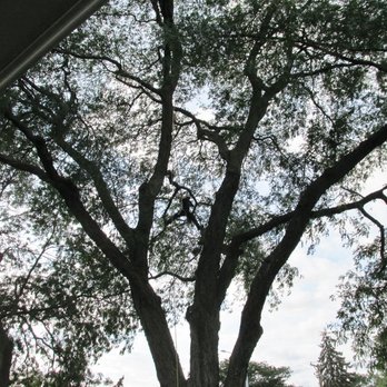 The Davey Tree Expert Company - Climber in the middle of pic - Tree Services Near Me - Lombard, Illinois The Davey Tree Expert Company - Climber in the middle of pic - Tree Services Near Me - Lombard, Illinois