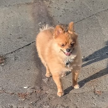 Balmorhea Kennels - Pet Sitting Near Me - Dayton, Ohio