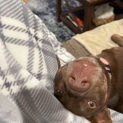 Your Best Friend's Friend - Happy doggo!