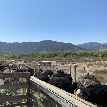 Ostrichland USA - Attraction Farms Near Me - Solvang, California Ostrichland USA - Attraction Farms Near Me - Solvang, California