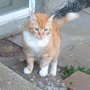 Gentle Hands Pet Sitting and Dog Walking