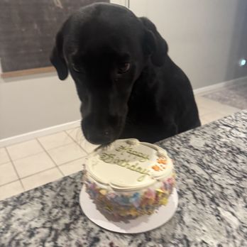 Happy Tails Barkery - Riley's 4th bday - Pet Stores Near Me - Gilbert, Arizona