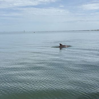 Fun Boat Tours - Dolphin - Boat Charters Near Me - Sarasota, Florida Fun Boat Tours - Dolphin - Boat Charters Near Me - Sarasota, Florida