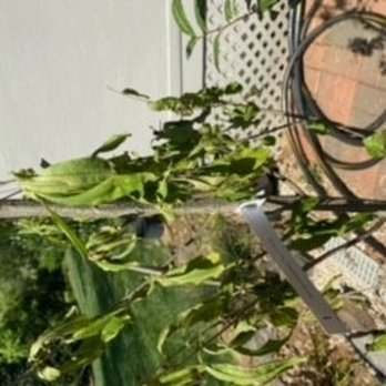 Ty Ty Nursery - Nurseries & Gardening Near Me - Ty Ty, Georgia