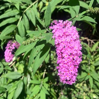Plant Barn & Gift Shop The - Butterfly bush - Florists Near Me - Chico, California Plant Barn & Gift Shop The - Butterfly bush - Florists Near Me - Chico, California
