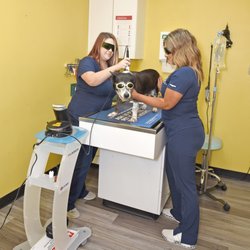 Dawson Forest Animal Hospital - Laser therapy