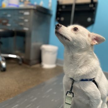 Urban Animal - Veterinarians Near Me - Seattle, Washington Urban Animal - Veterinarians Near Me - Seattle, Washington
