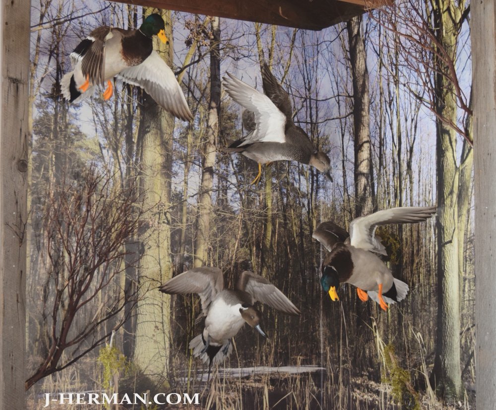 J. Herman - taxidermy in Oregon City, OR